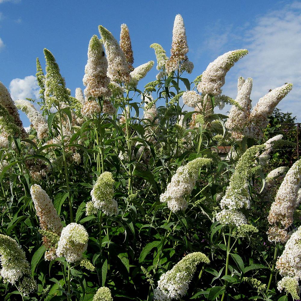 Liliac de Vara alb White Profusion (Buddleja)