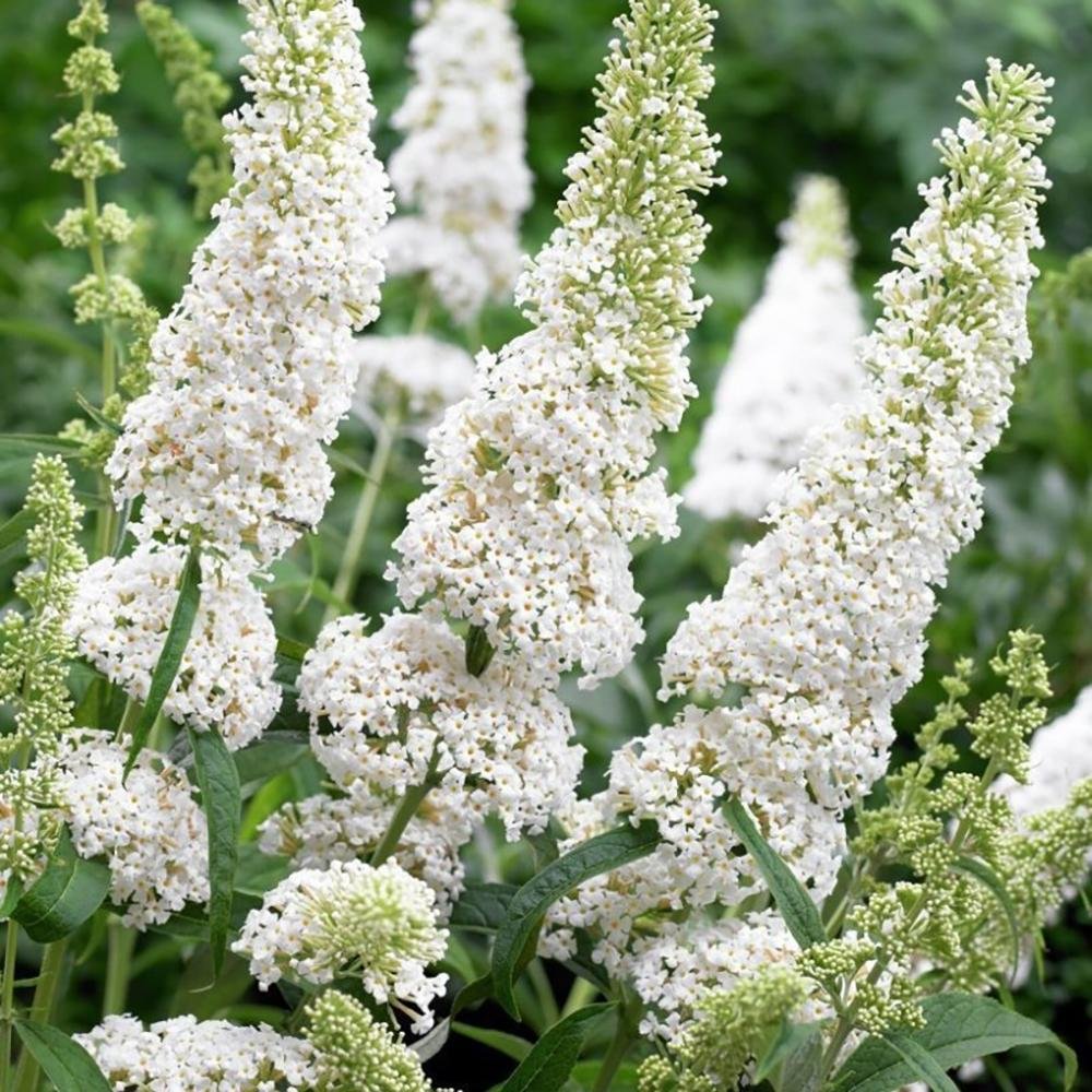 Liliac de Vara alb White Profusion (Buddleja)