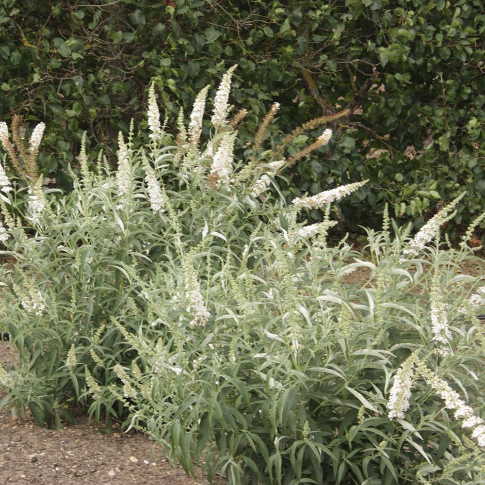 Liliac de Vara alb White Profusion (Buddleja)