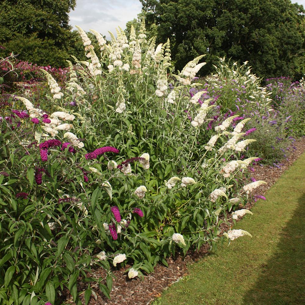 Liliac de Vara alb White Profusion (Buddleja)
