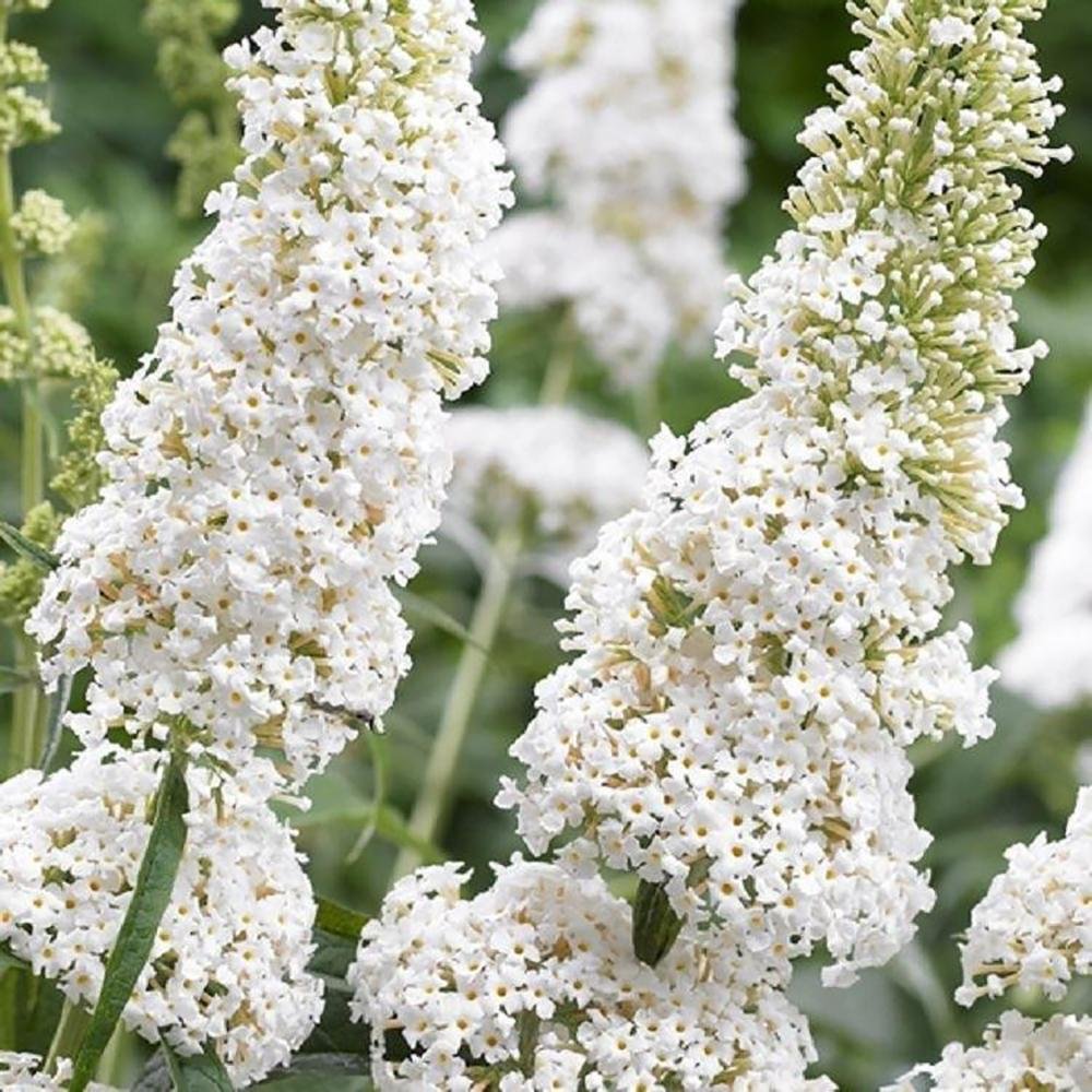 Liliac de Vara alb White Profusion (Buddleja)