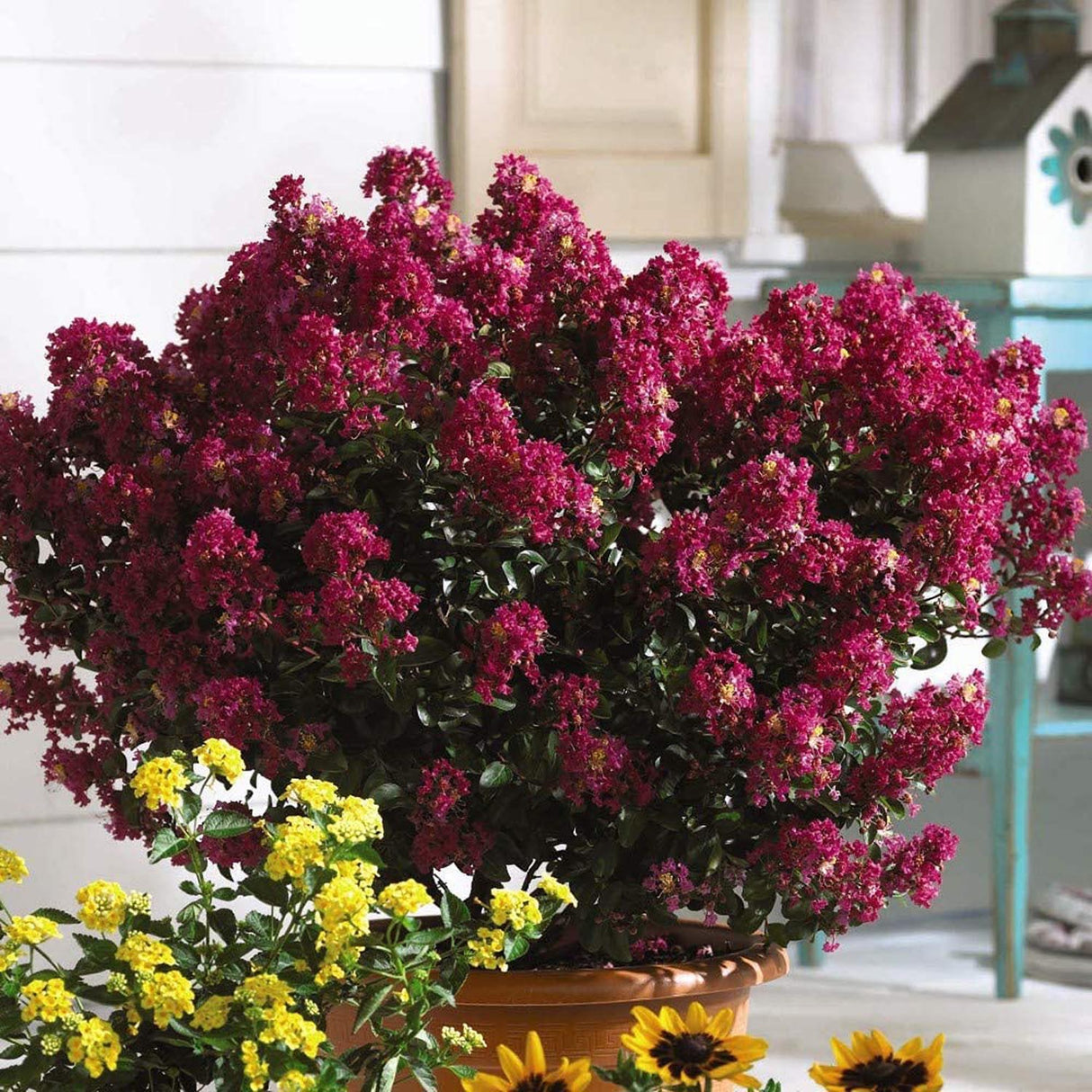 Liliac Indian Berry Dazzle, cu flori roz-inchis