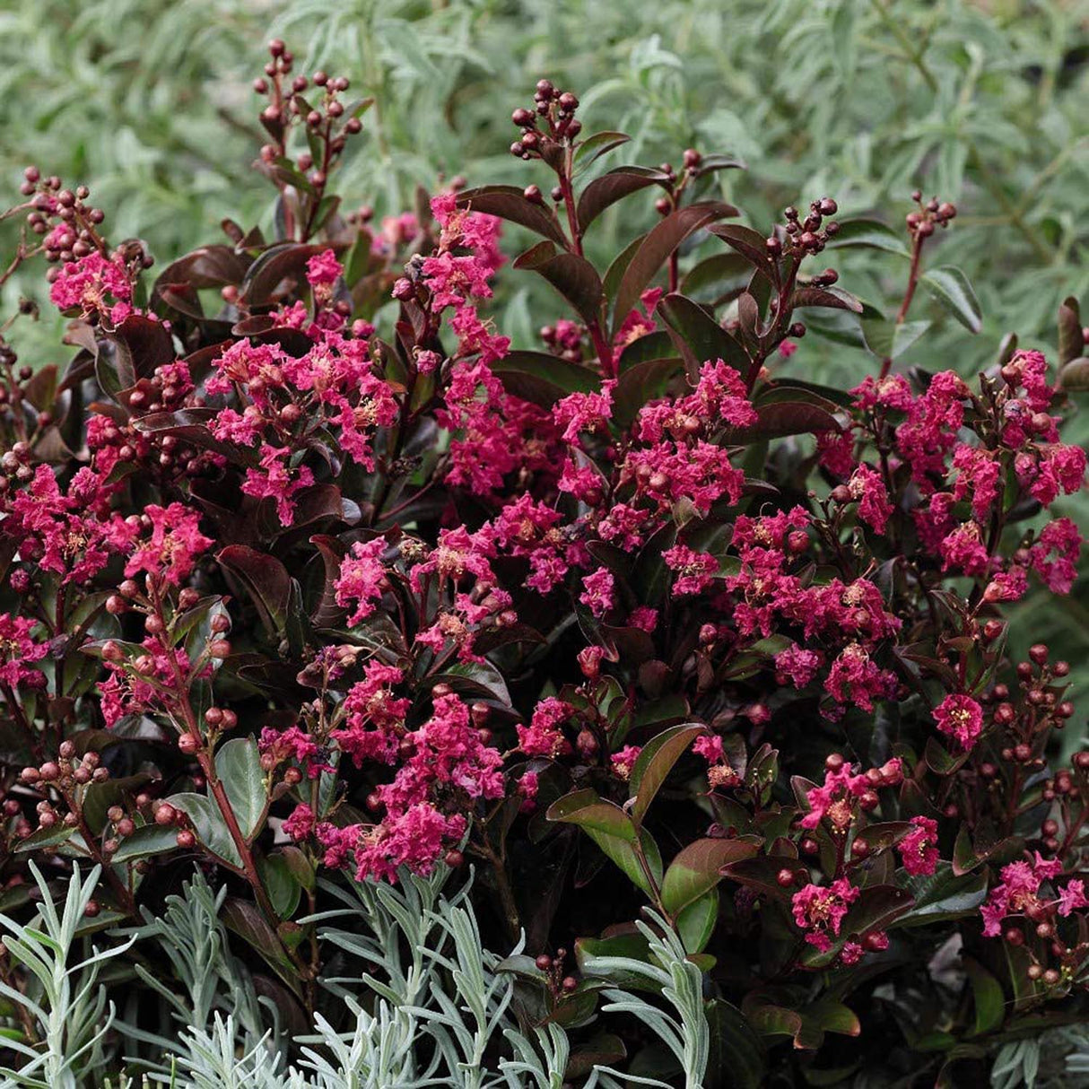 Liliac Indian Berry Dazzle, cu flori roz-inchis