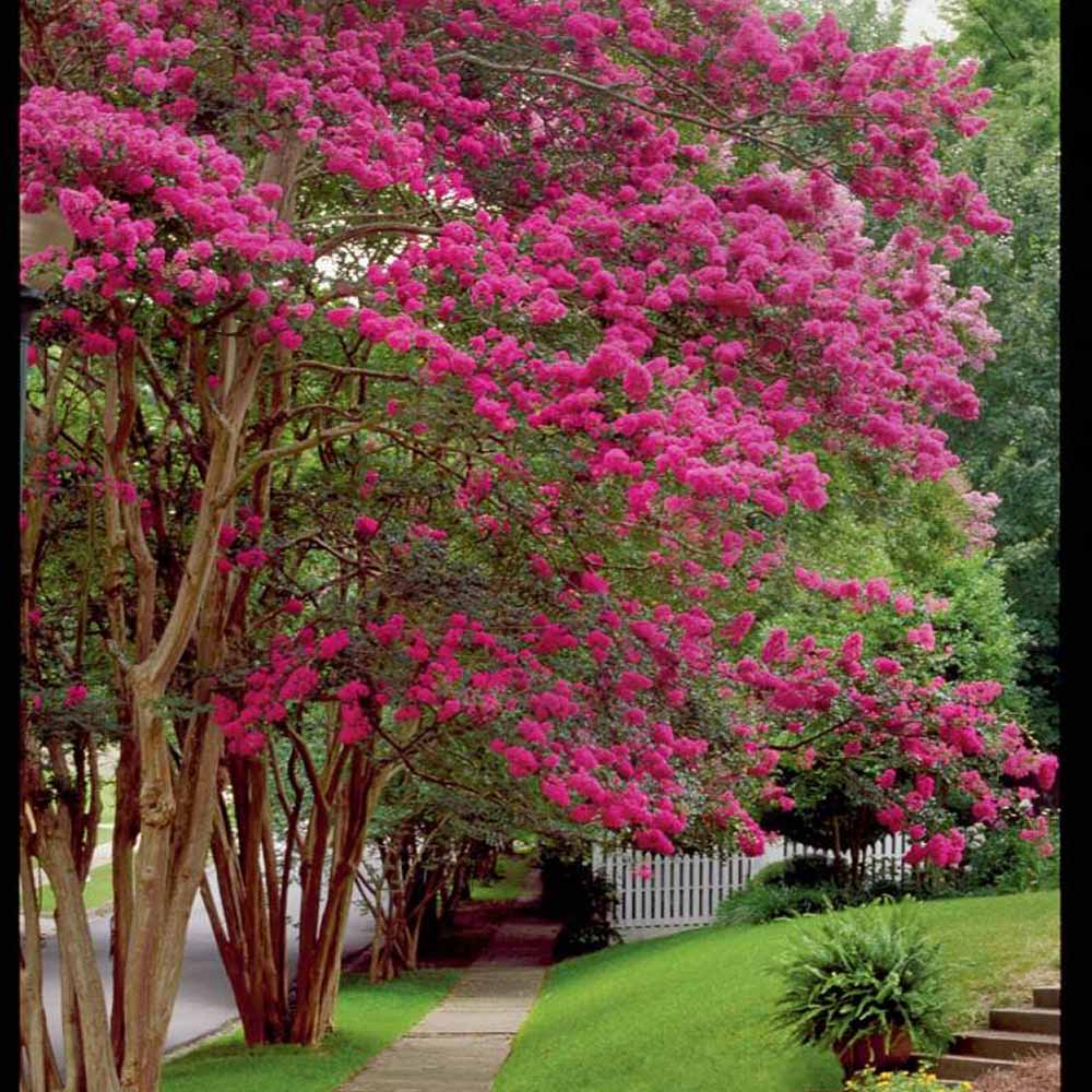 Liliac Indian Copac Coral Magic, cu flori roz-coral