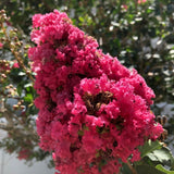 Liliac Indian Copac Coral Magic, cu flori roz-coral - VERDENA-Tulpina de 80 cm, livrat in ghiveci de 15 l