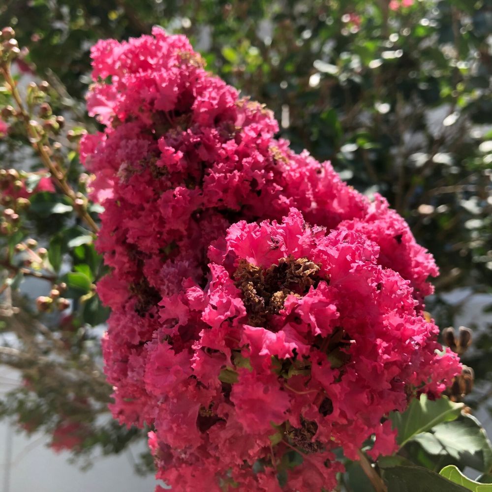 Liliac Indian Copac Coral Magic, cu flori roz-coral