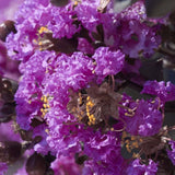 Liliac Indian Copac Purple Star, cu flori mov - VERDENA-Tulpina de 80 cm, livrat in ghiveci de 15 l