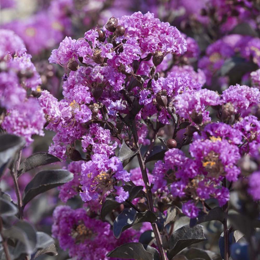 Liliac Indian Copac Purple Star, cu flori mov