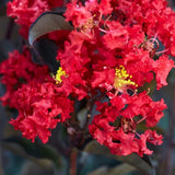 Liliac Indian Crimson Red, cu flori rosii - VERDENA-30-40 cm inaltime, livrat in ghiveci de 2 l