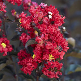 Liliac Indian Crimson Red, cu flori rosii - VERDENA-30-40 cm inaltime, livrat in ghiveci de 2 l