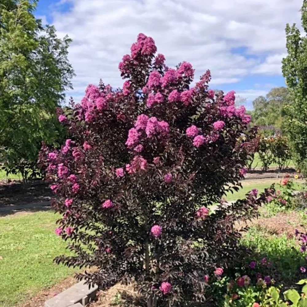 Liliac Indian Lavander Lace, cu flori violet