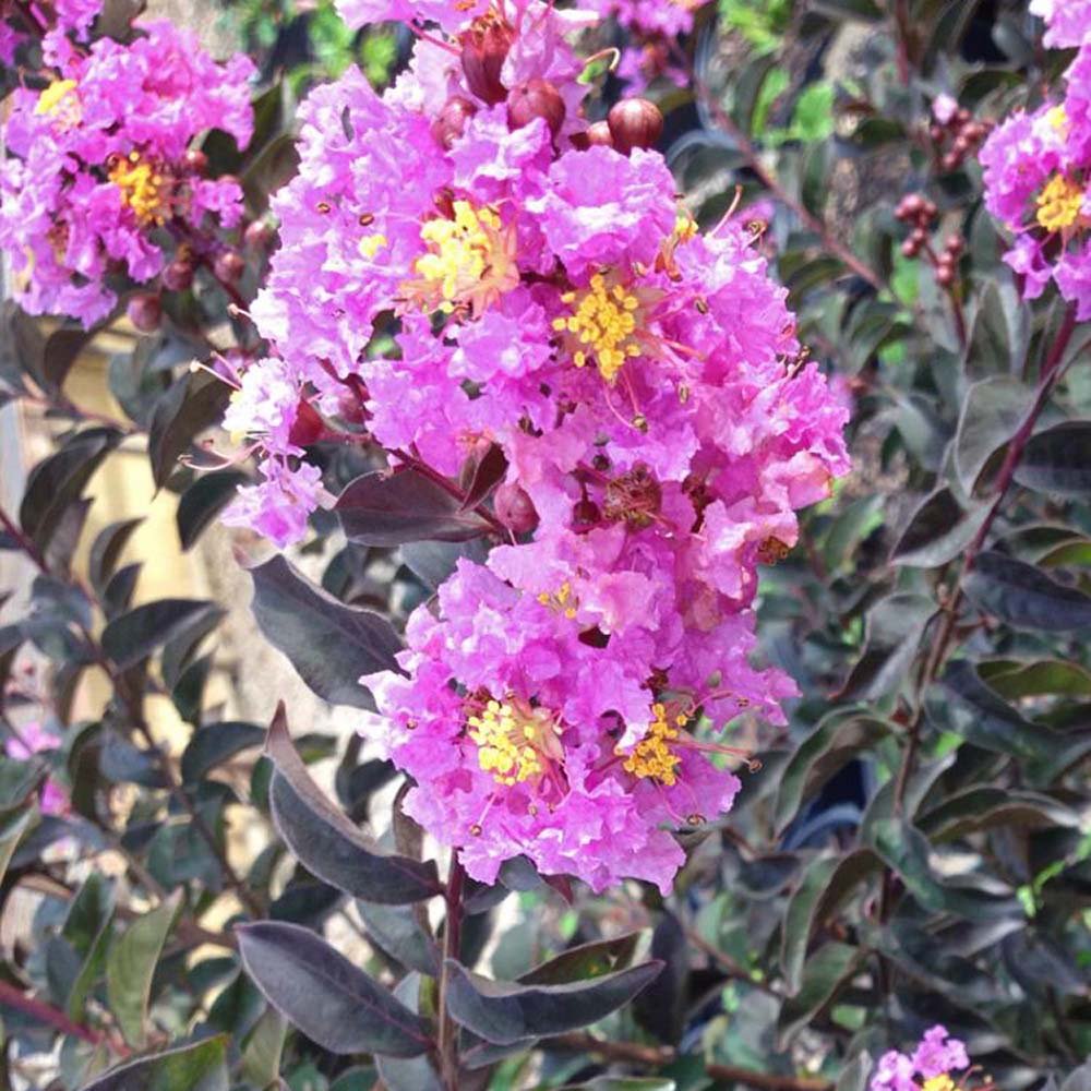 Liliac Indian Lavander Lace, cu flori violet