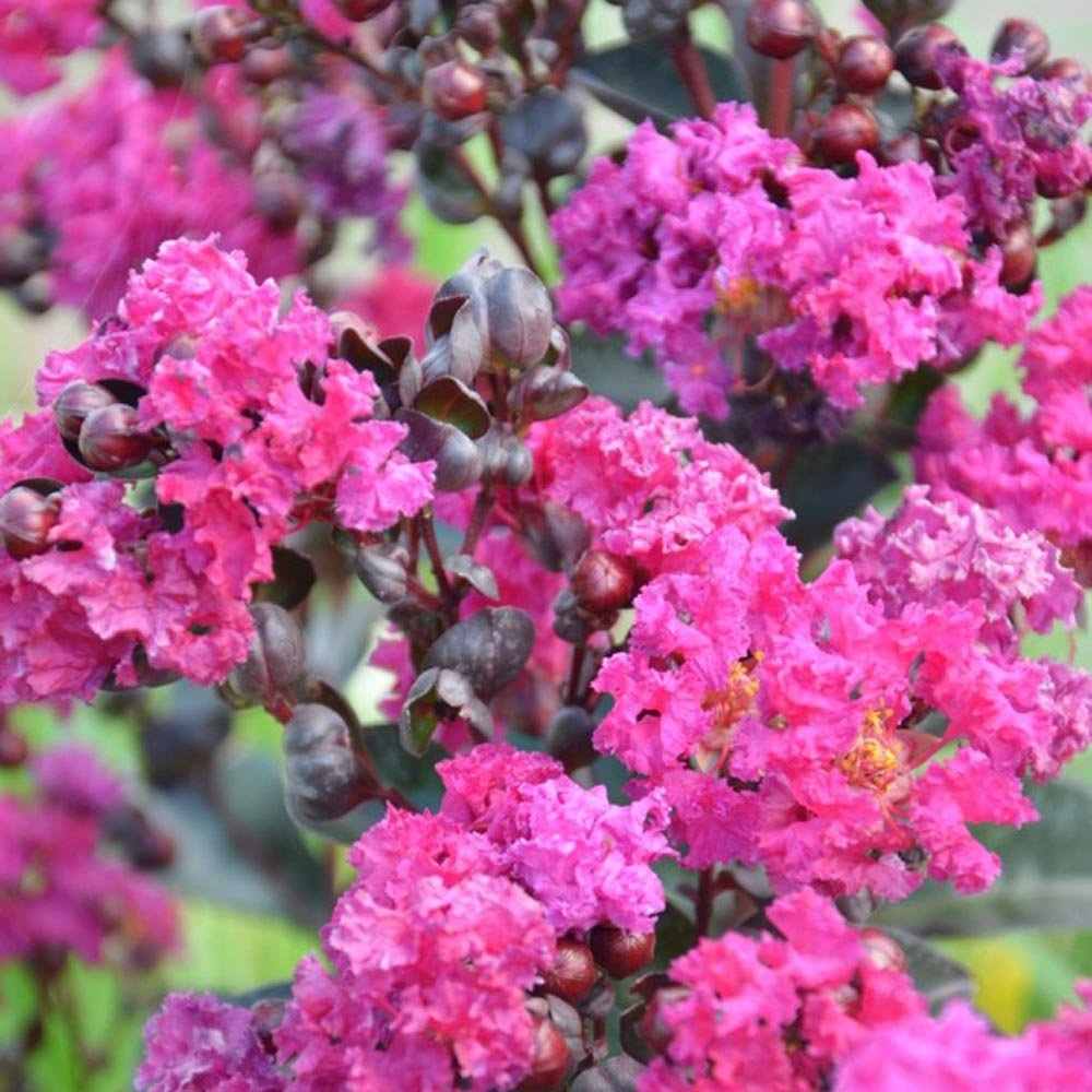 Liliac Indian Rhapsody in Blue, cu flori albastre-liliachiu