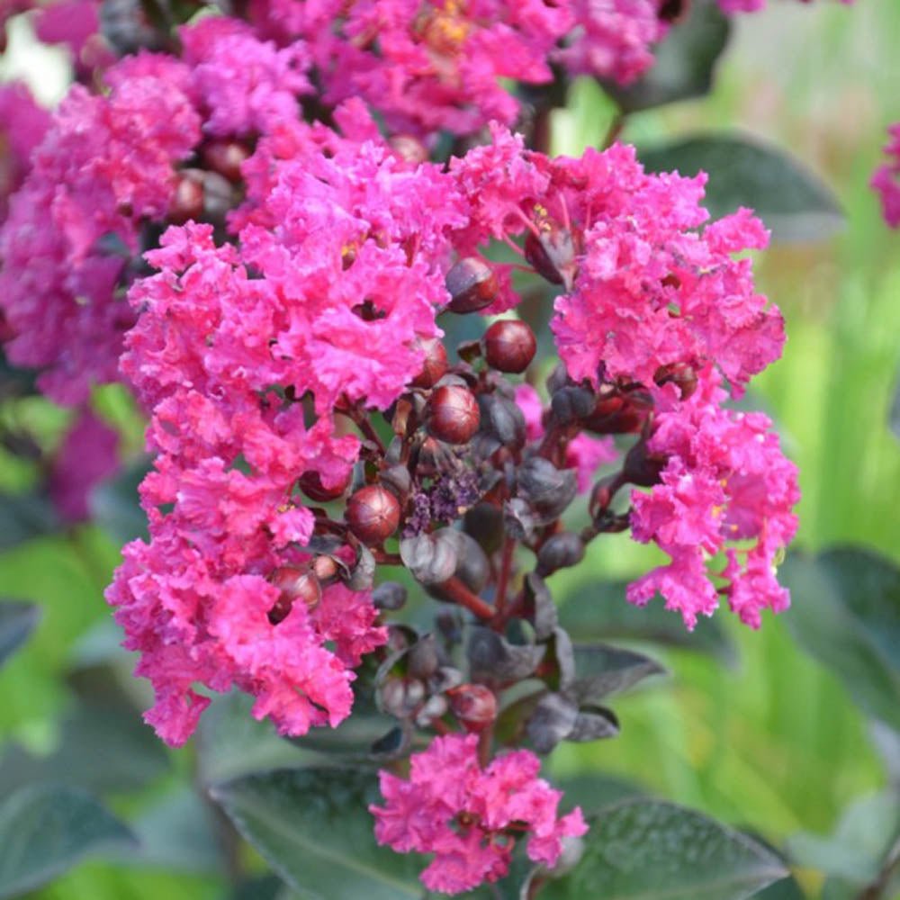 Liliac Indian Rhapsody in Blue, cu flori albastre-liliachiu