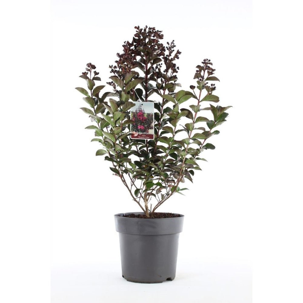 Liliac Indian Rhapsody in Blue, cu flori albastre-liliachiu