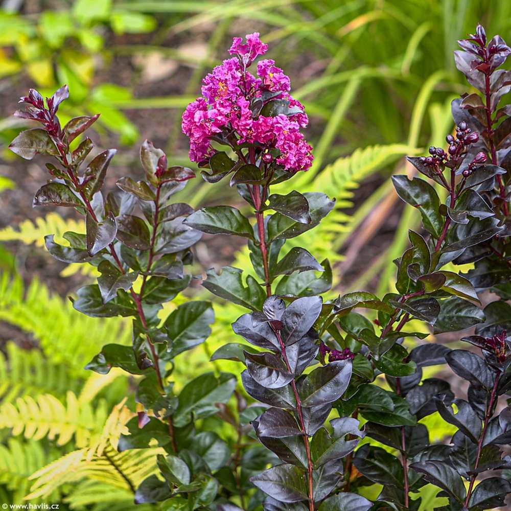 Liliac Indian Rhapsody in Blue, cu flori albastre-liliachiu