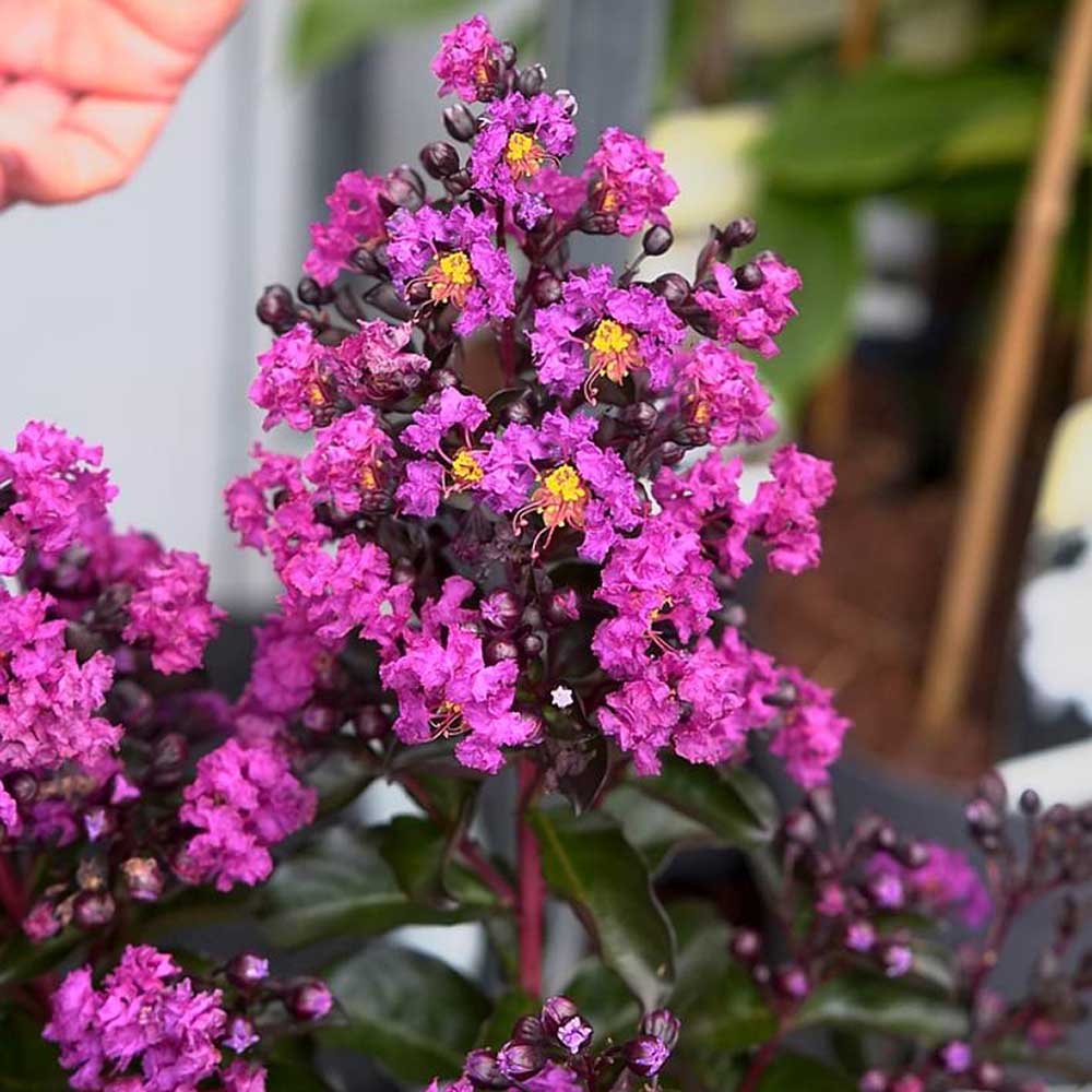 Liliac Indian Rhapsody in Blue, cu flori albastre-liliachiu