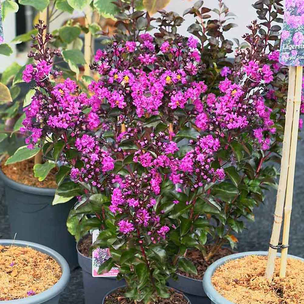 Liliac Indian Rhapsody in Blue, cu flori albastre-liliachiu