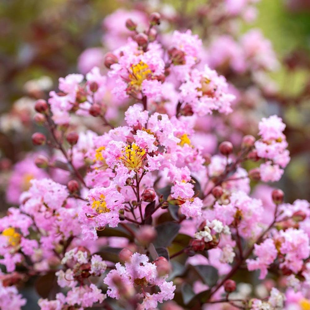 Liliac Indian Rhapsody in Pink, cu flori roz