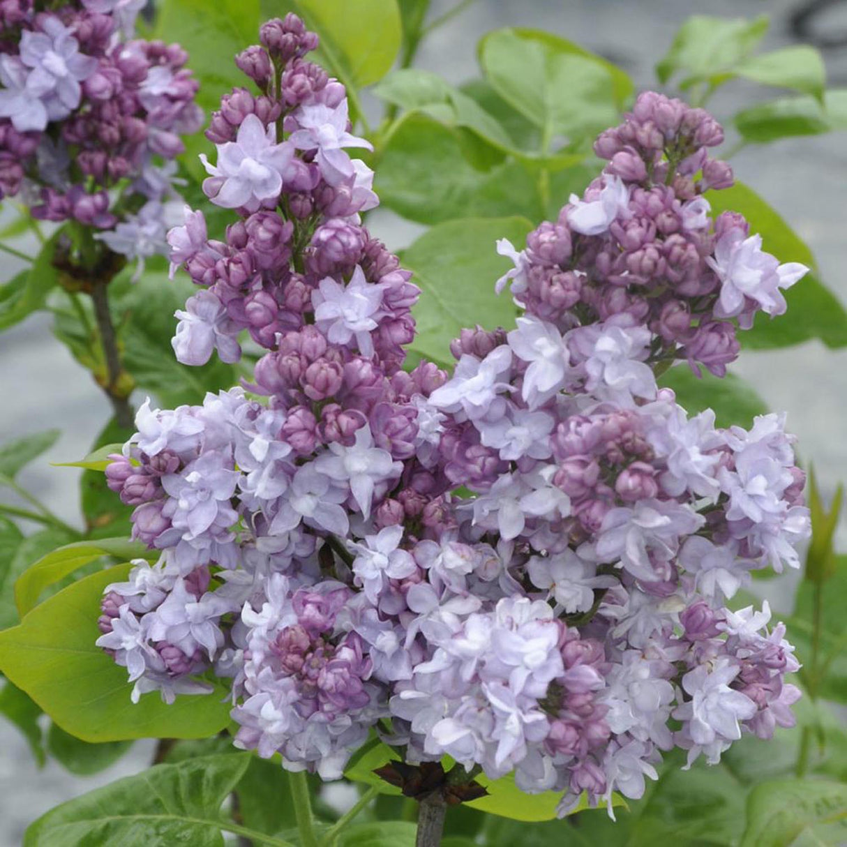 Liliac (Syringa) Copac Katherine Havemeyer, cu Flori roz-violet