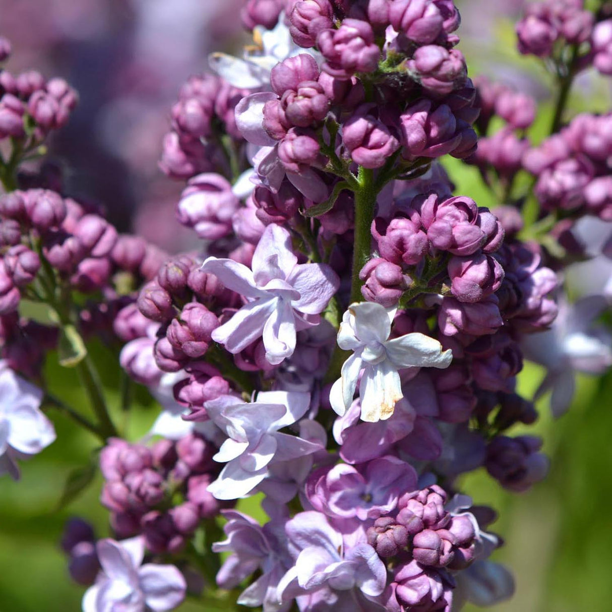 Liliac (Syringa) Copac Katherine Havemeyer, cu Flori roz-violet