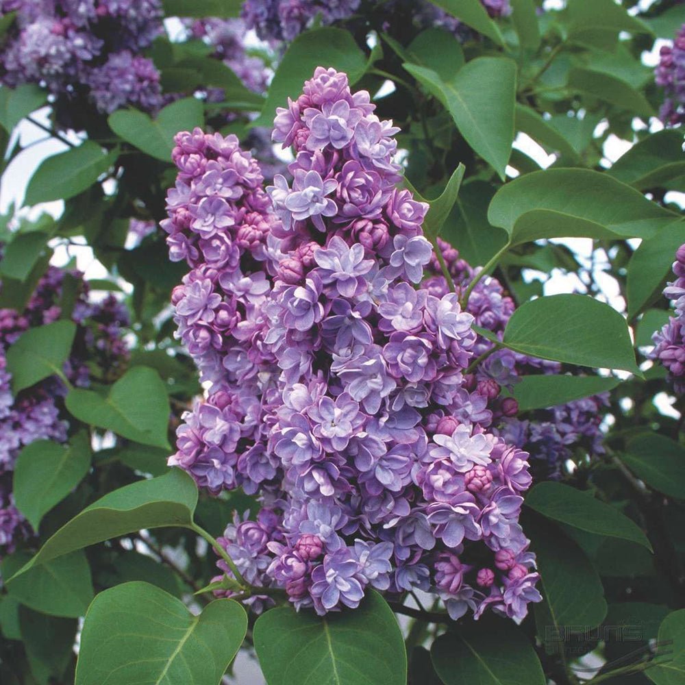 Liliac (Syringa) Copac Michel Buchner, cu flori lila-deschis si parfum seducator