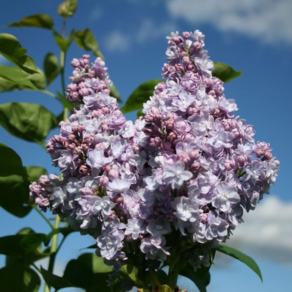 Liliac (Syringa) Copac Michel Buchner, cu flori lila-deschis si parfum seducator