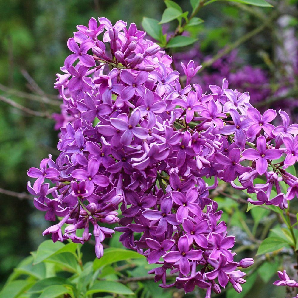 Liliac mov (Syringa) Saugeana