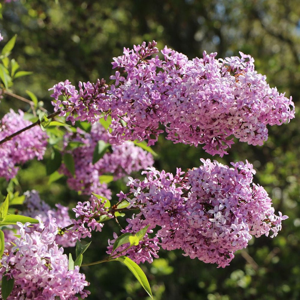Liliac mov (Syringa) Saugeana