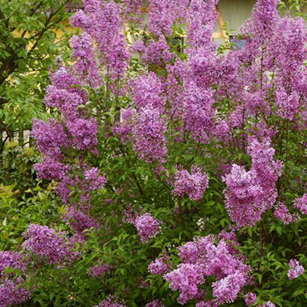 Liliac mov (Syringa) Saugeana