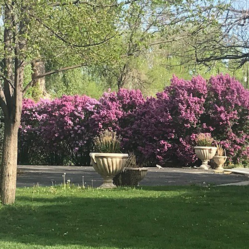 Liliac mov (Syringa) Saugeana