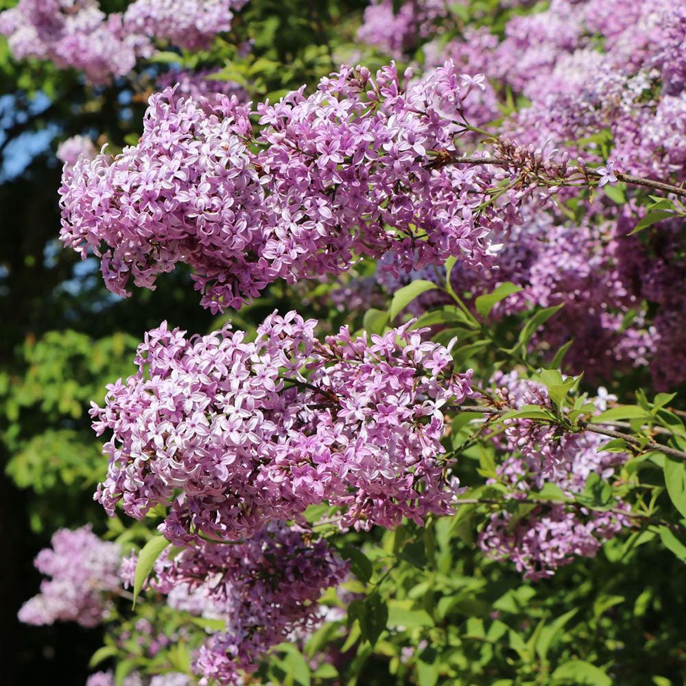 Liliac mov (Syringa) Saugeana