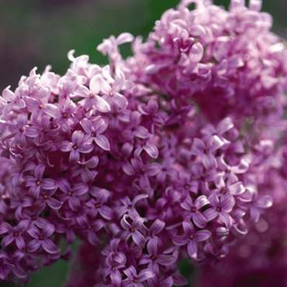 Liliac mov (Syringa) Saugeana