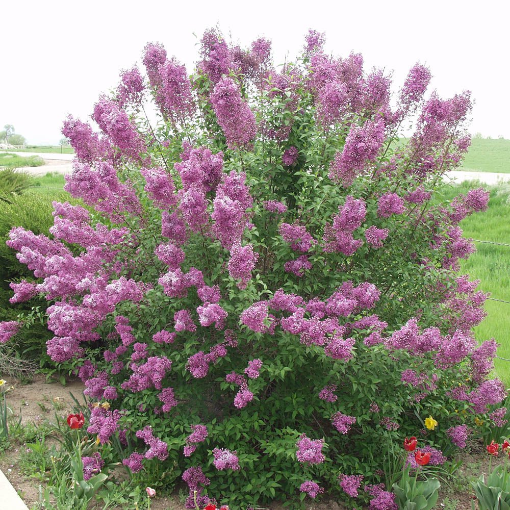 Liliac mov (Syringa) Saugeana