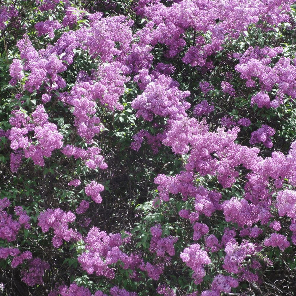 Liliac mov (Syringa) Saugeana