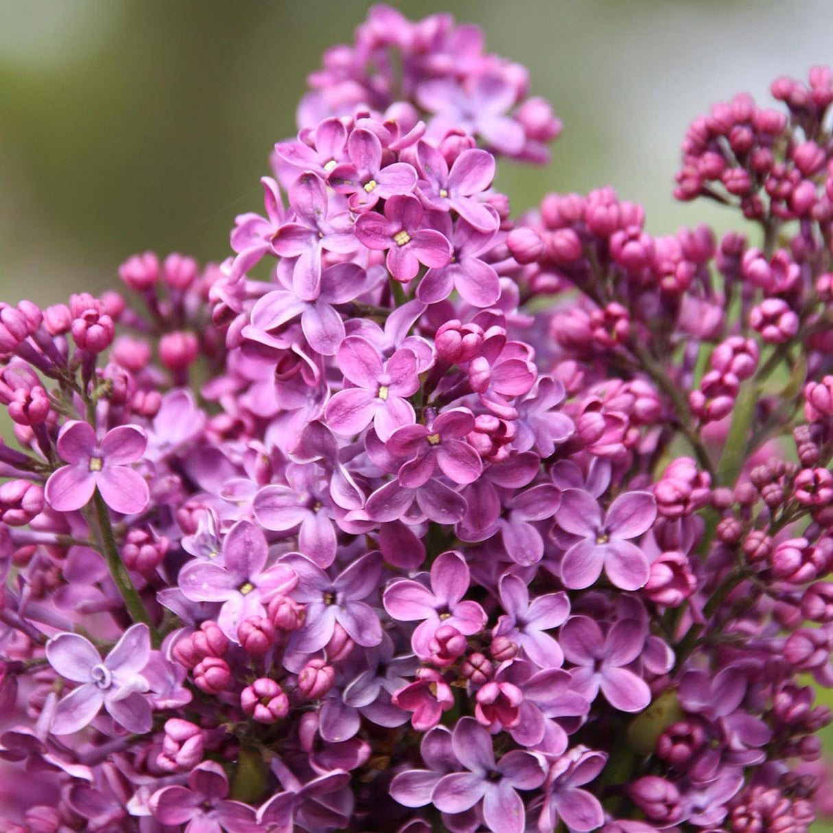 Liliac mov-violet Ruhm Von Horstenstein (Syringa)