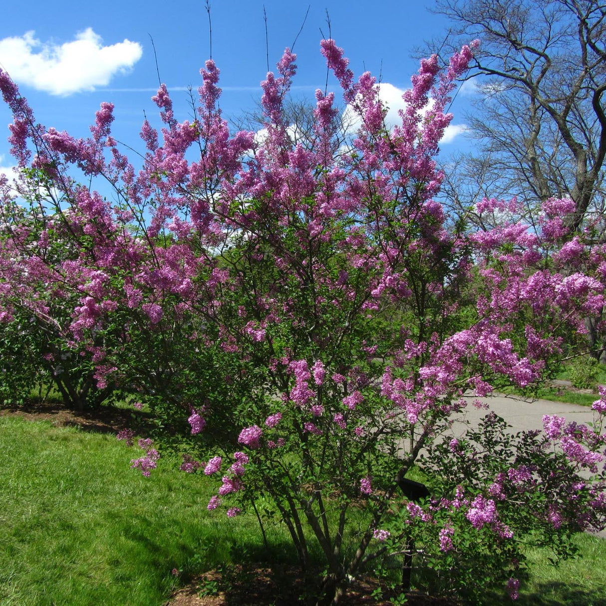 Liliac mov-violet Ruhm Von Horstenstein (Syringa)