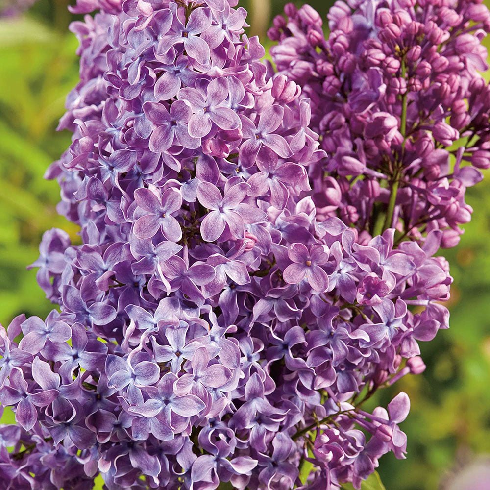 Liliac mov-violet Ruhm Von Horstenstein (Syringa)