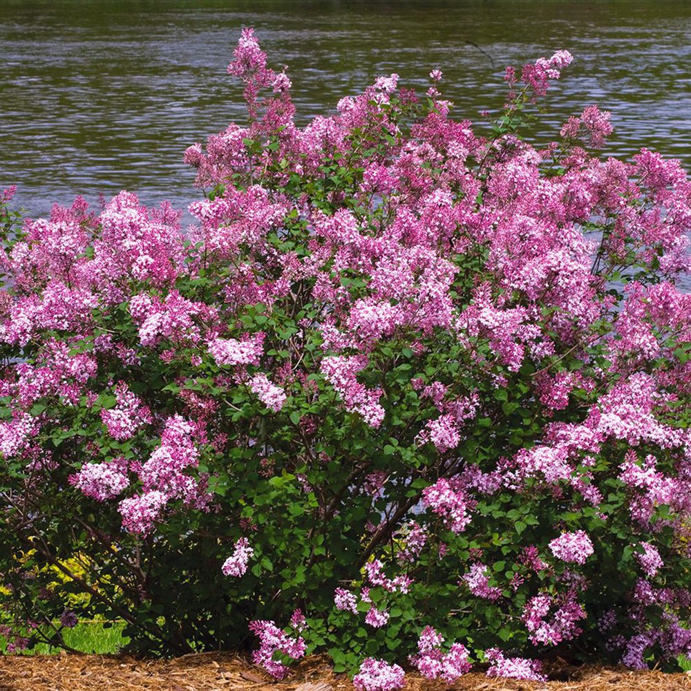 Liliac roz Pink Perfume