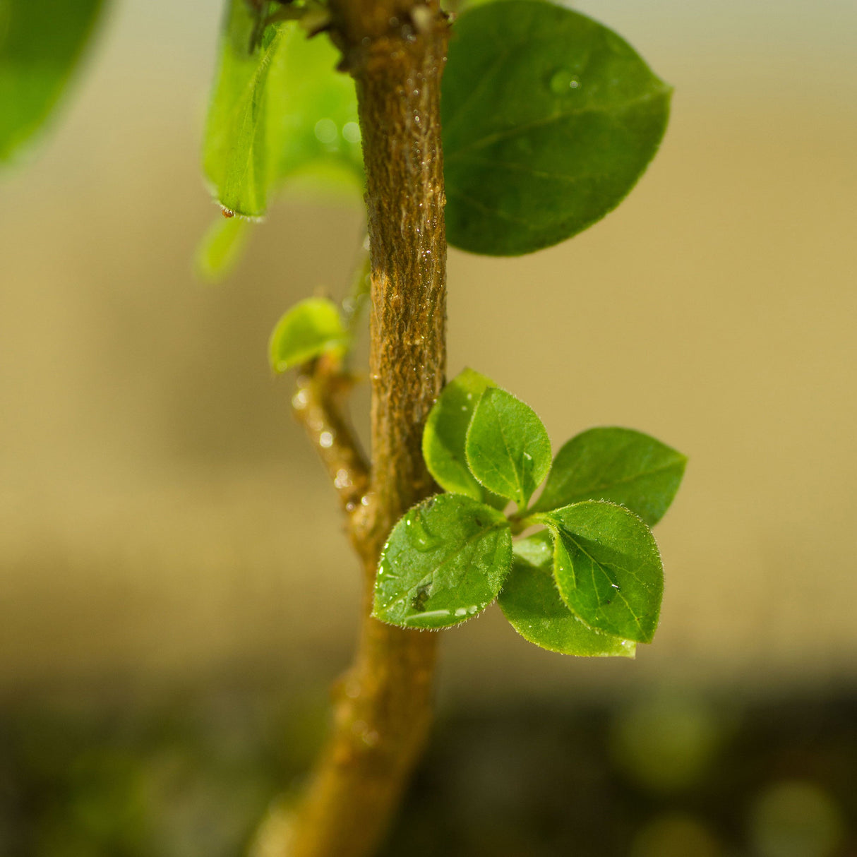 Liliac roz Pink Perfume