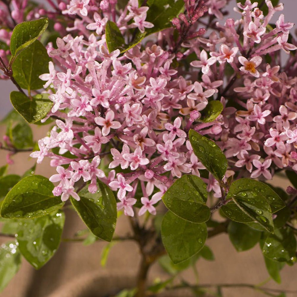 Liliac roz Pink Perfume