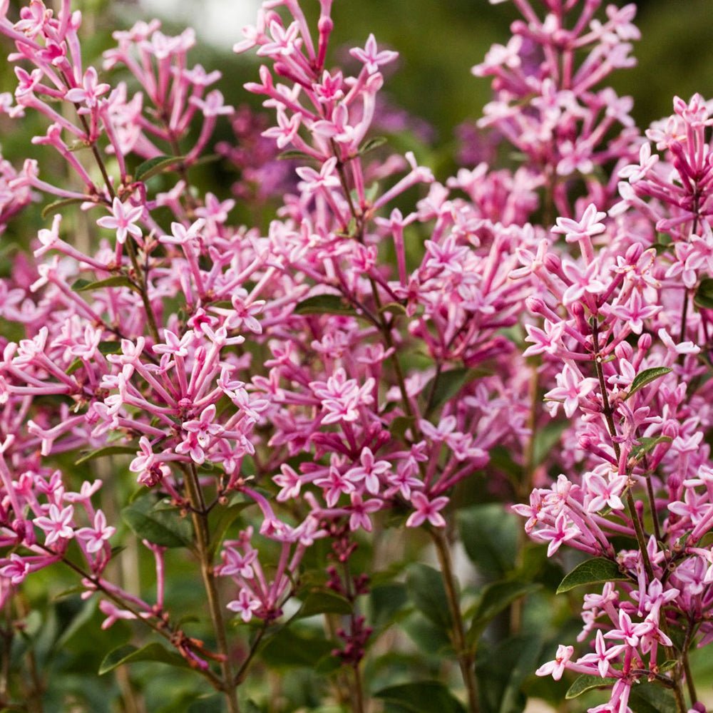 Liliac roz Pink Perfume