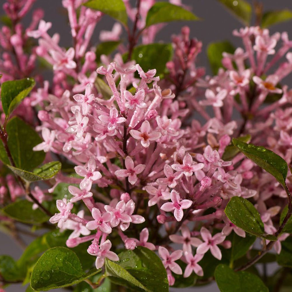 Liliac roz Pink Perfume