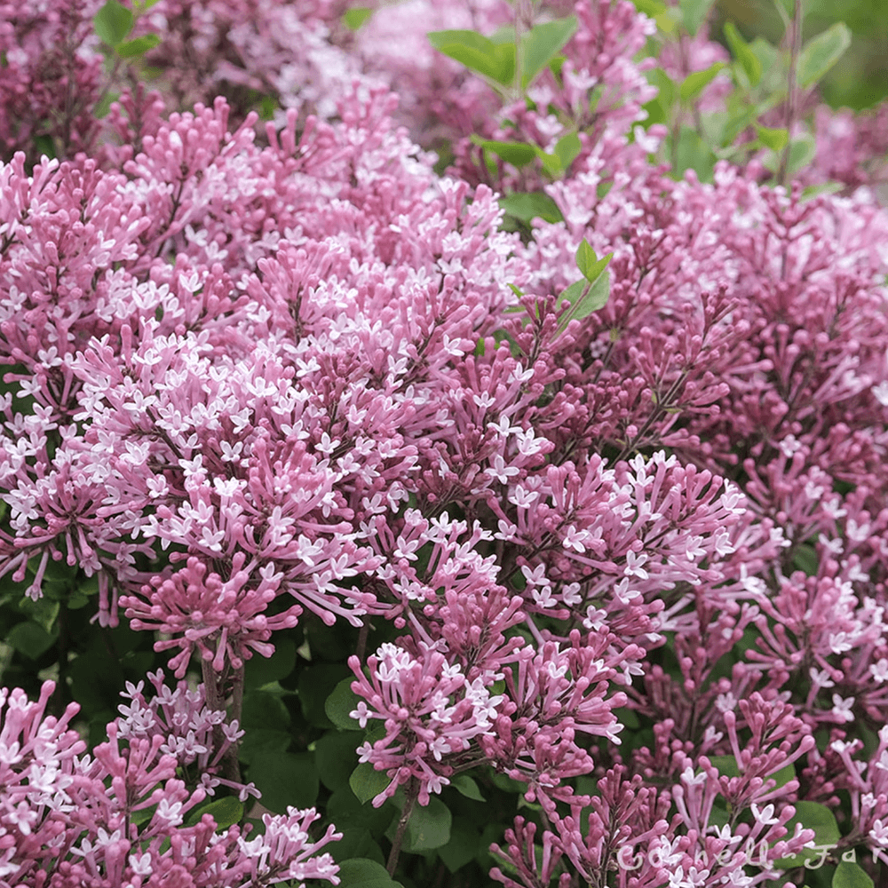 Liliac roz Pink Perfume