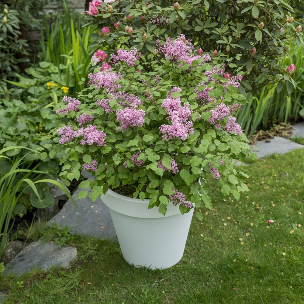 Liliac Pitic roz Flowerfesta Pink (Syringa)