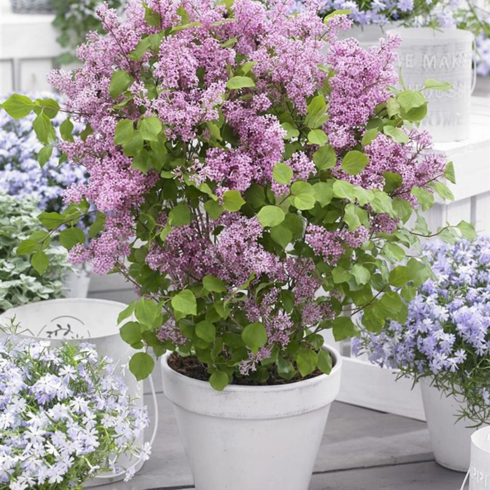 Liliac Pitic roz Flowerfesta Pink (Syringa)