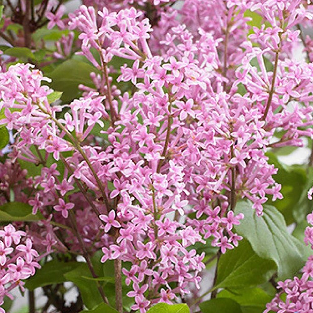 Liliac Pitic roz Flowerfesta Pink (Syringa)