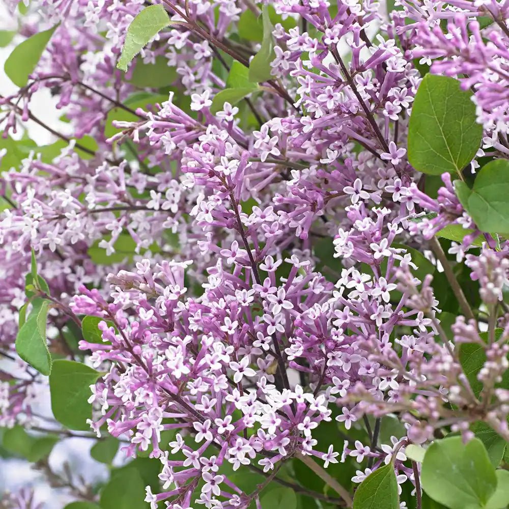 Liliac Pitic roz Flowerfesta (Syringa), cu flori roz-mov