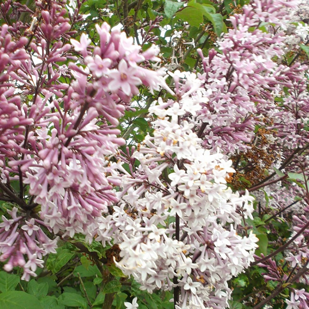 Liliac Prestoniae (Syringa)