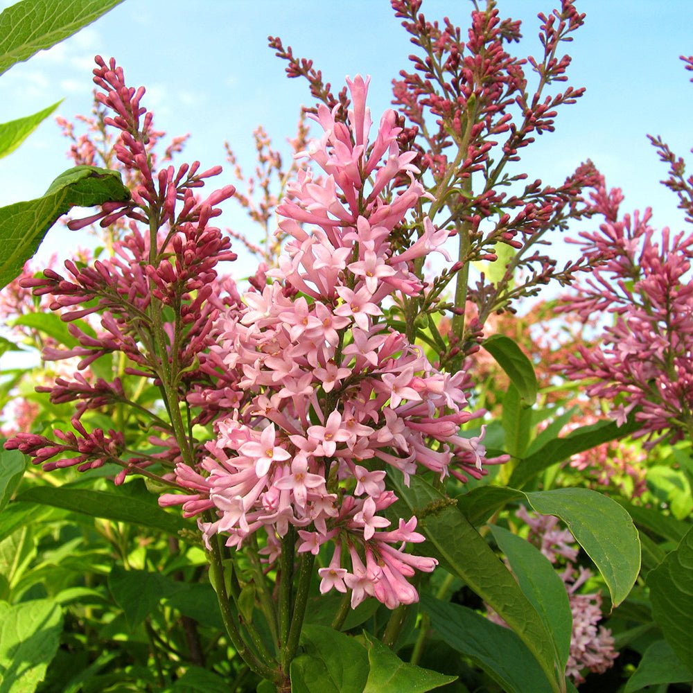 Liliac Prestoniae (Syringa)